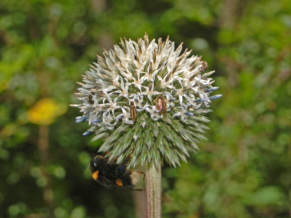 Un fiore tutto tondo : Echinops sphaerocephalus